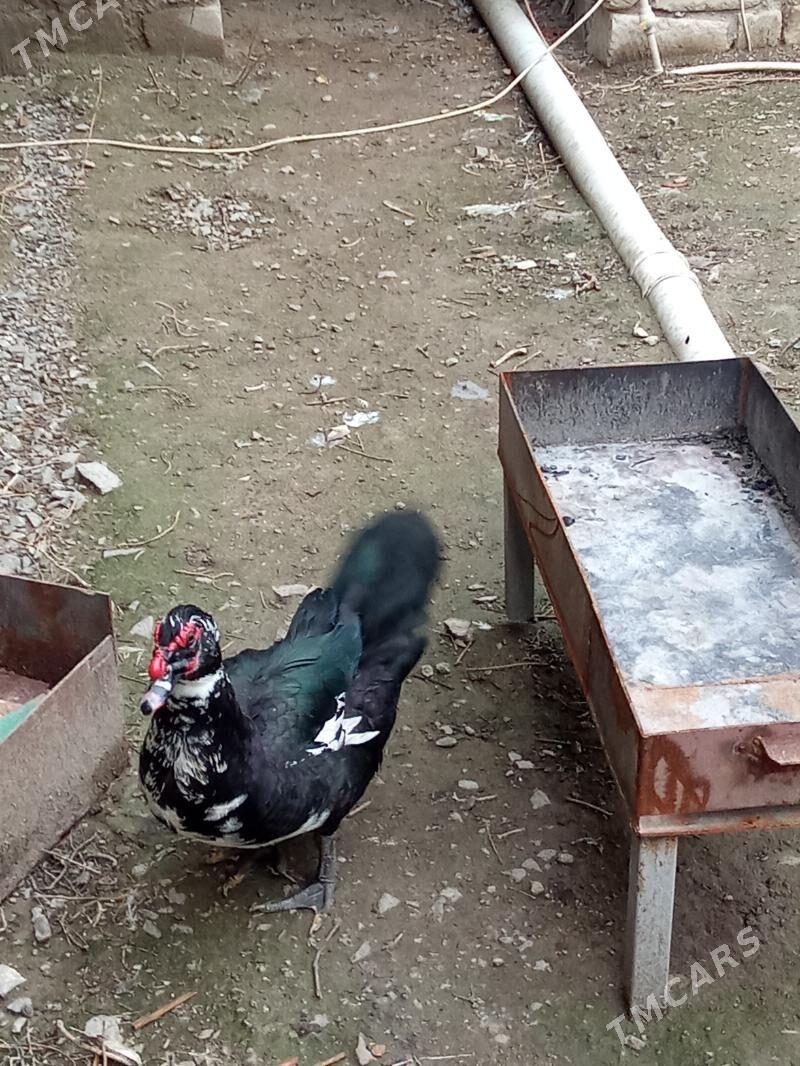 indoutka - Türkmenbaşy - img 1