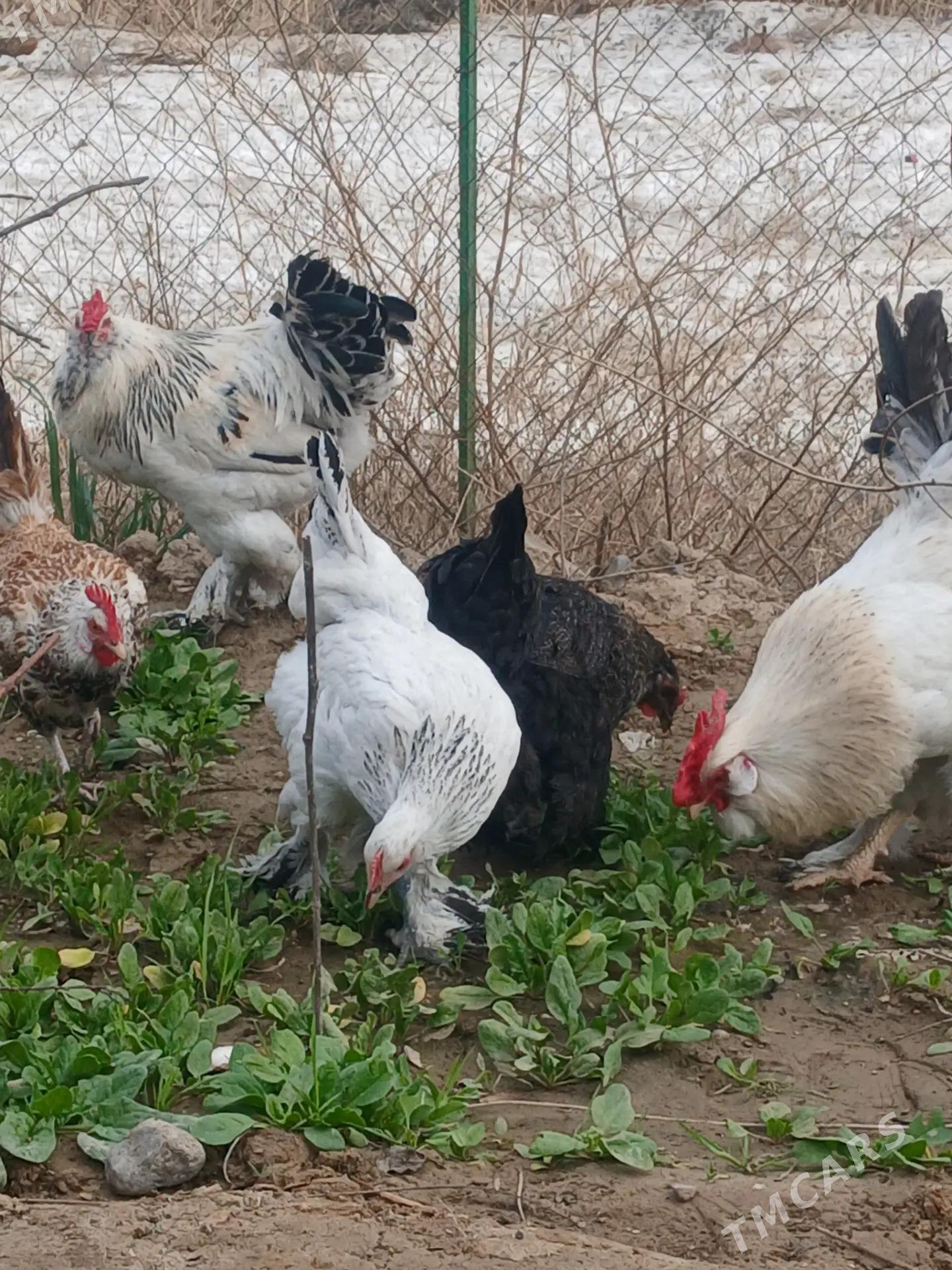 brama towuk horaz - Änew - img 1