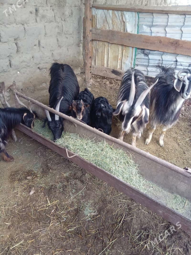 Owlakly Geci - Bäherden - img 1