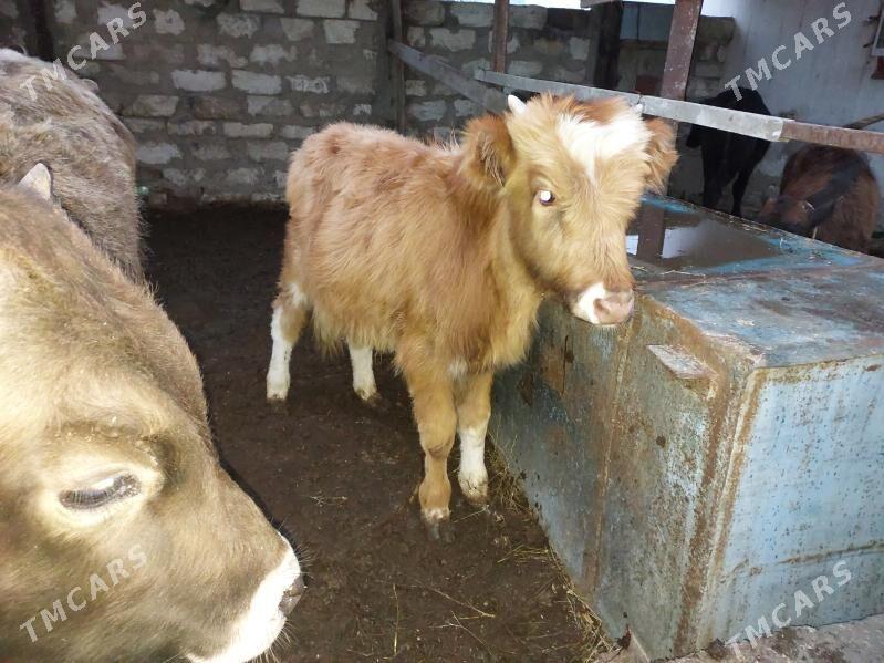 окузче ве гачар - Balkanabat - img 1