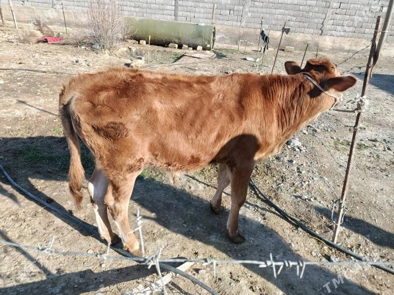 öküzçe - Gyzylarbat - img 1