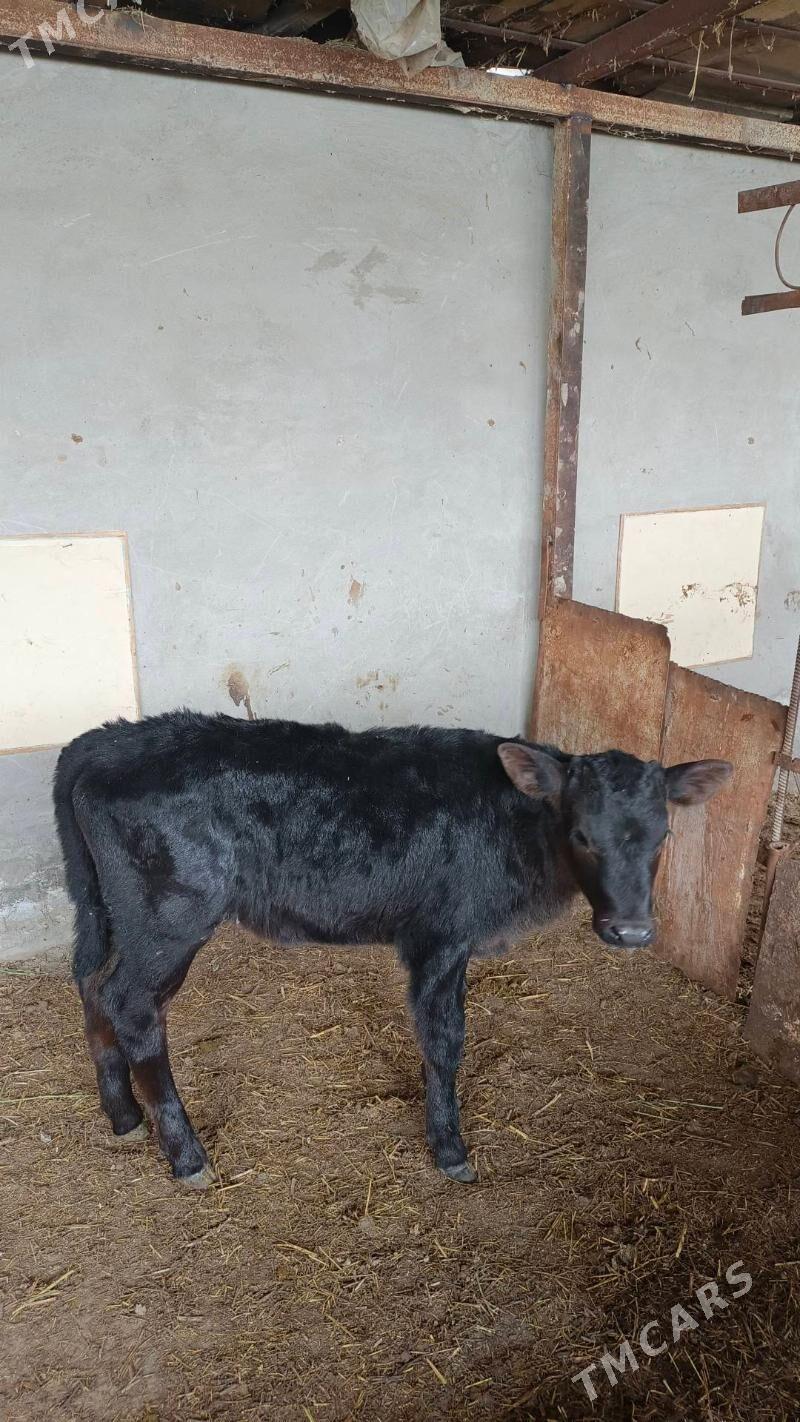 Göle gulajyn gibirt - Векильбазар - img 1