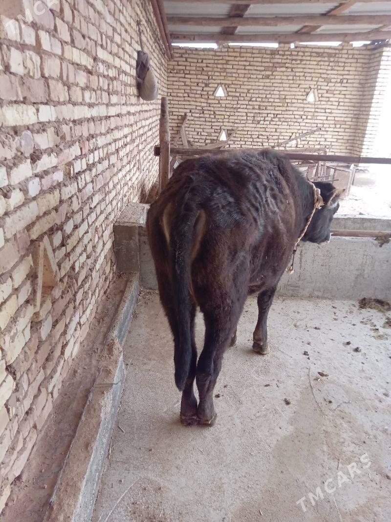 tüwe - Babadaýhan - img 1