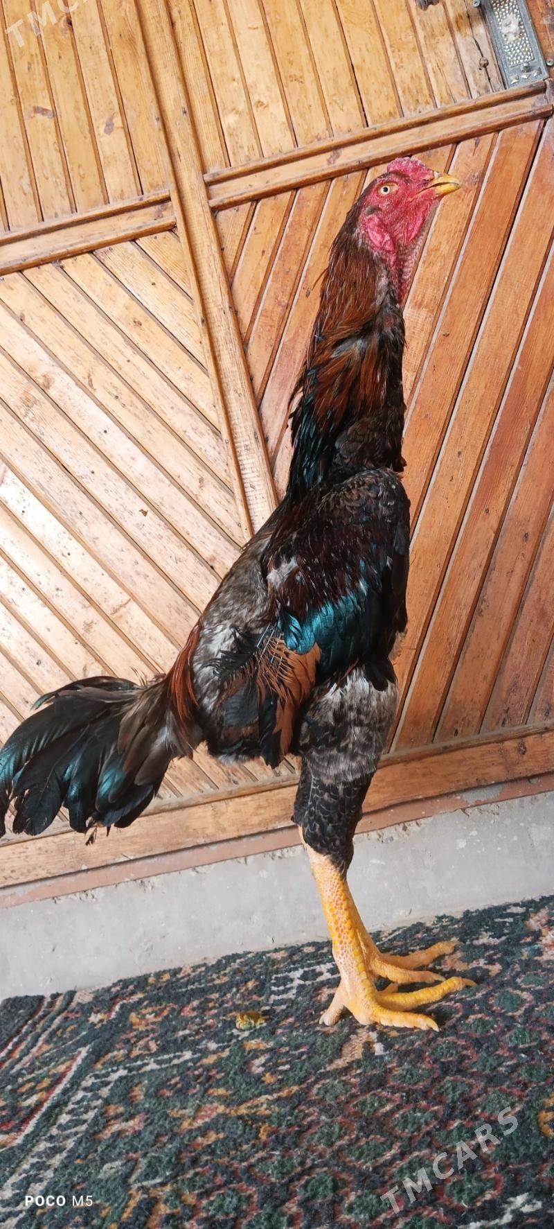 BABAÝ HORAZ - Türkmenabat - img 1