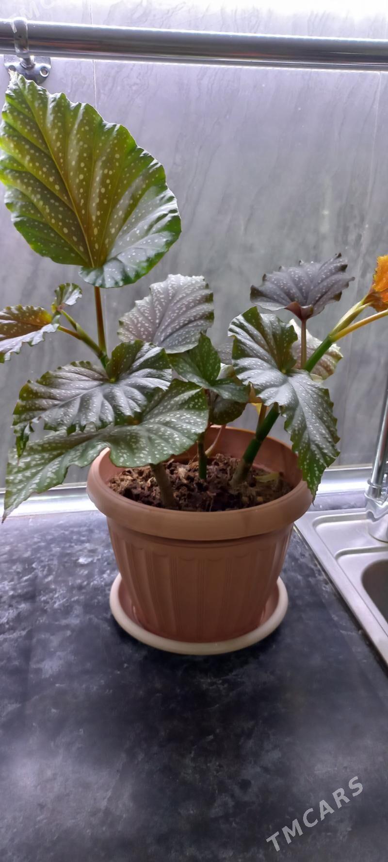 цветы - Aşgabat - img 1