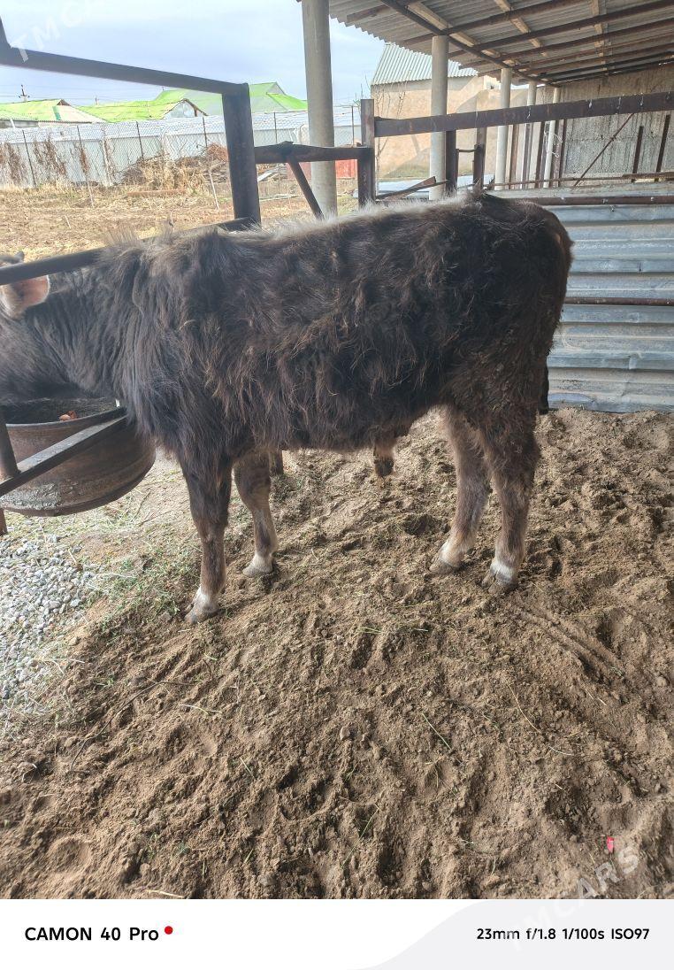 şiwes öküz - Aşgabat - img 1