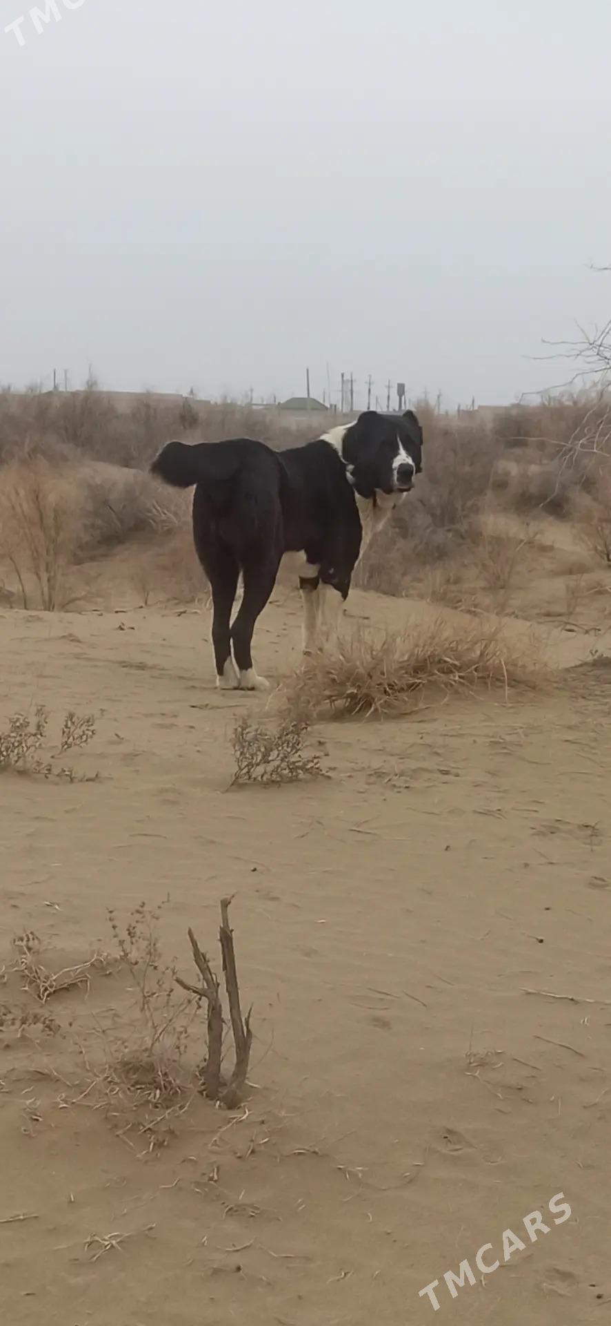 alabay - Туркменабат - img 1