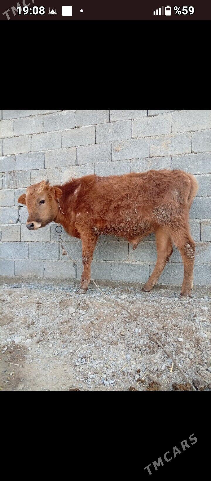 öküz - Ak bugdaý etraby - img 1