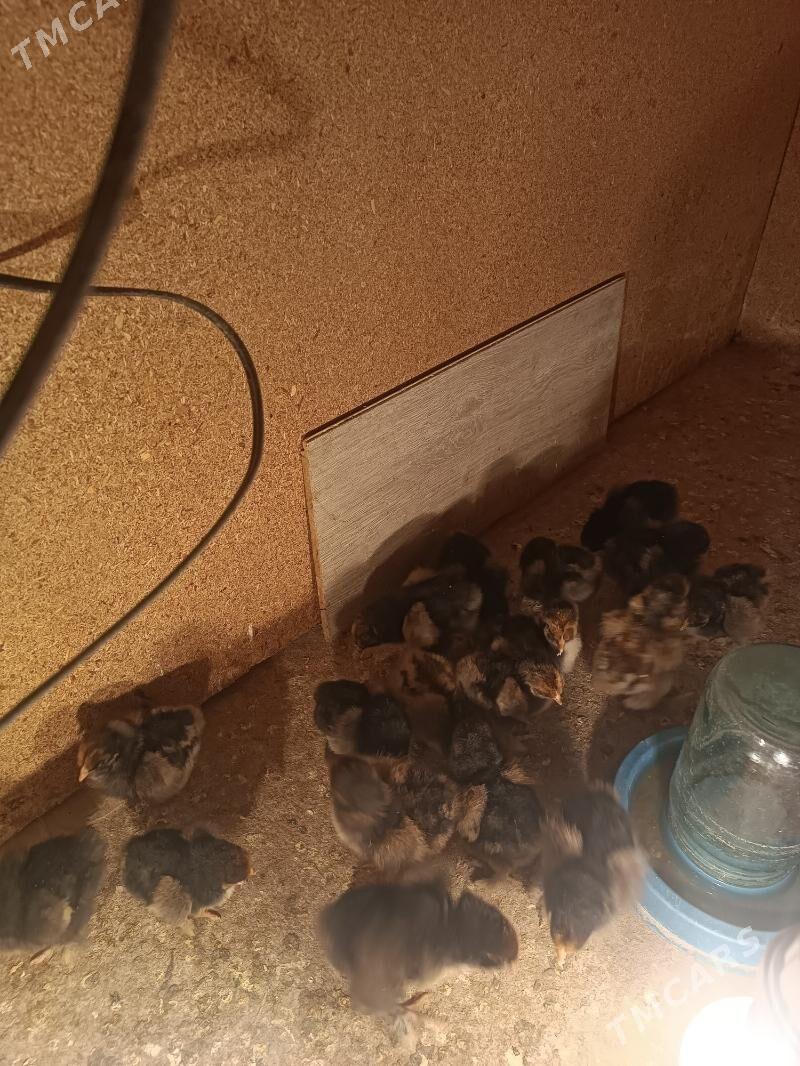 laset juyje - Balkanabat - img 1