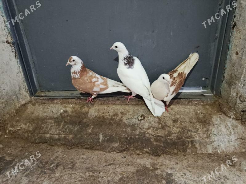 kepderi. - Гызыларбат - img 1