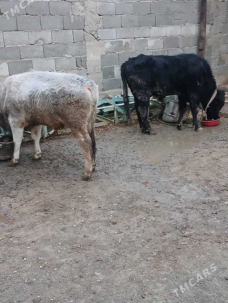 okuz - Гызыларбат - img 1