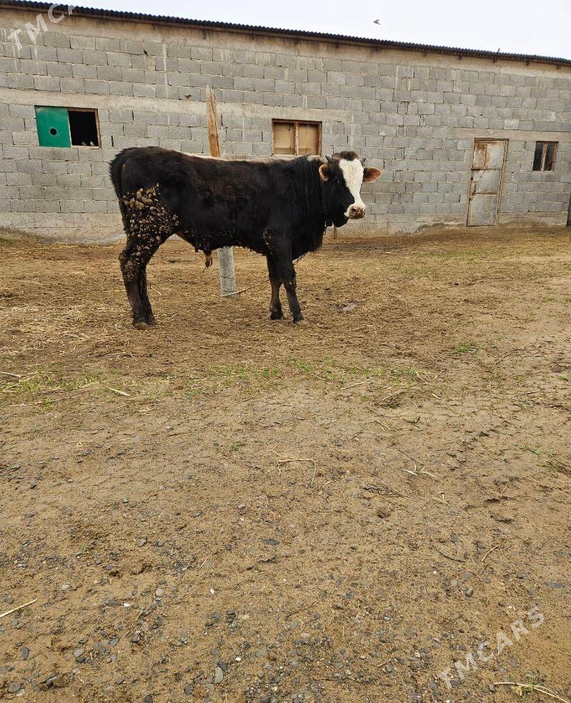 Okuz - Гёкдепе - img 1