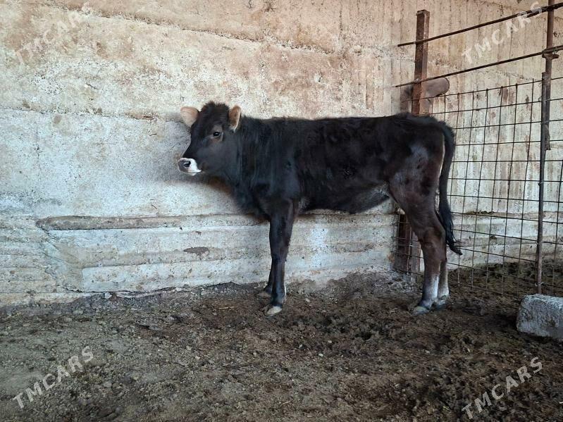 tuwe - Gökdepe - img 1