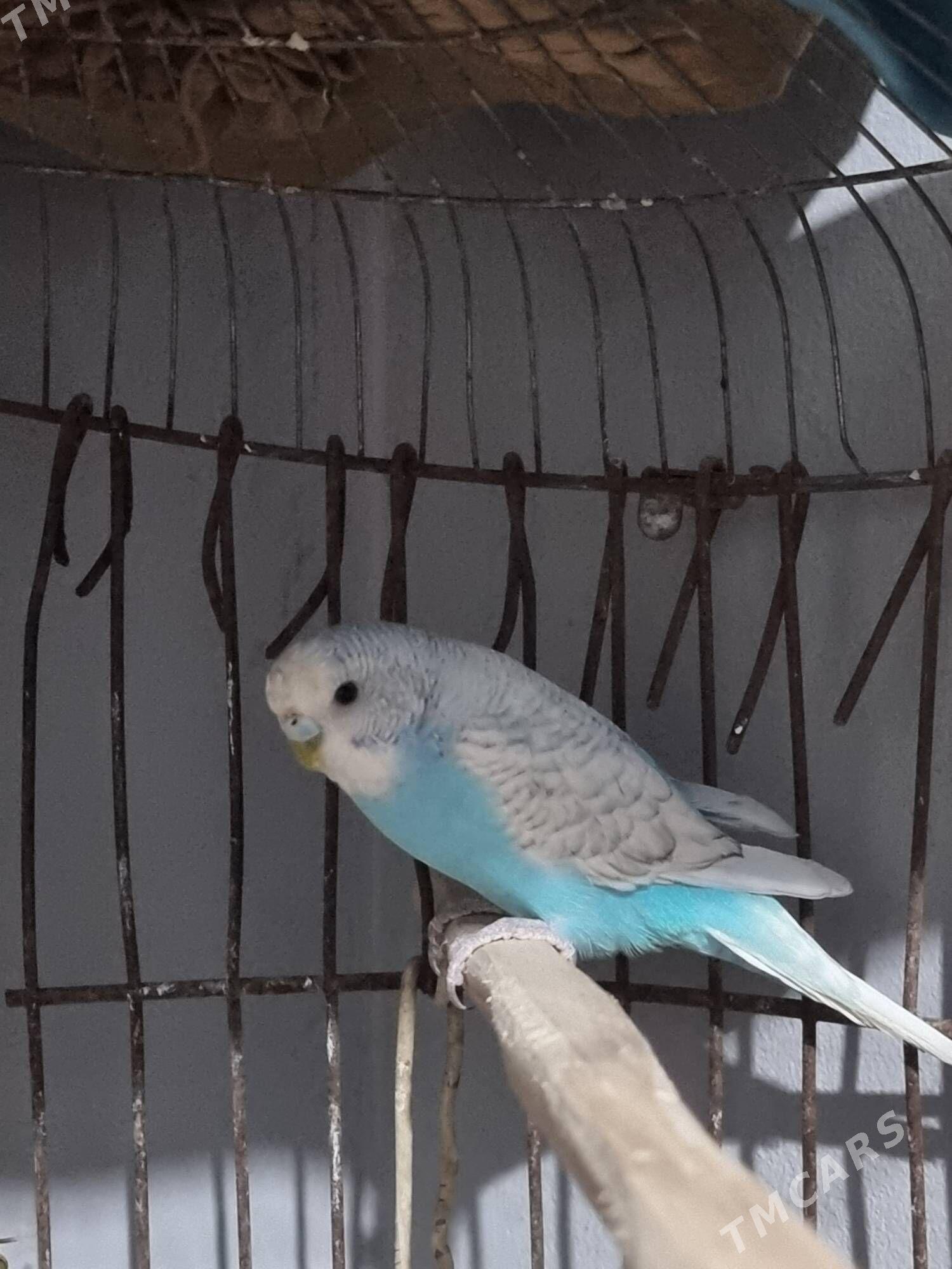 Papugaý - Туркменабат - img 1