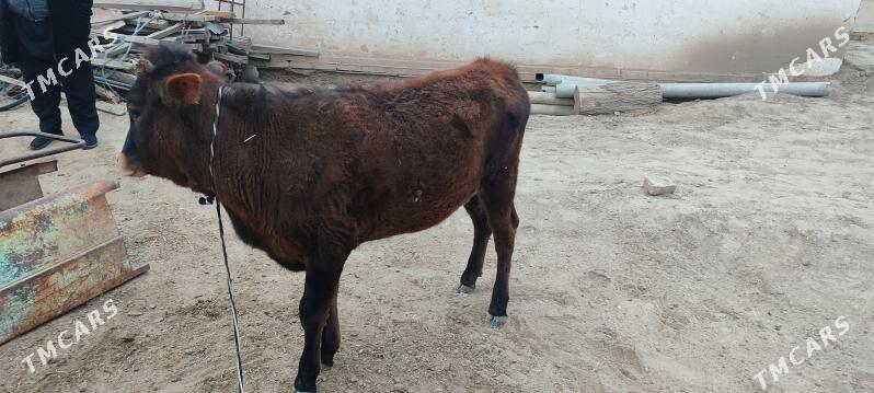 gulajyn - Мары - img 1