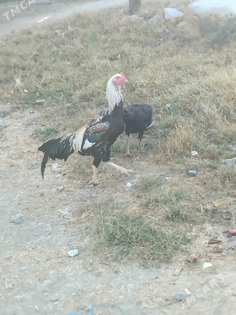 Taskent juje - Änew - img 1