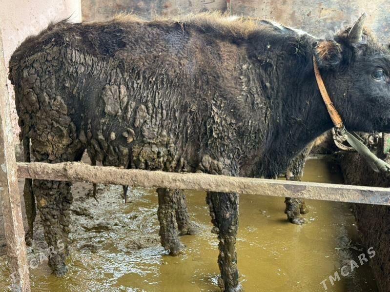 okuz - Ашхабад - img 1