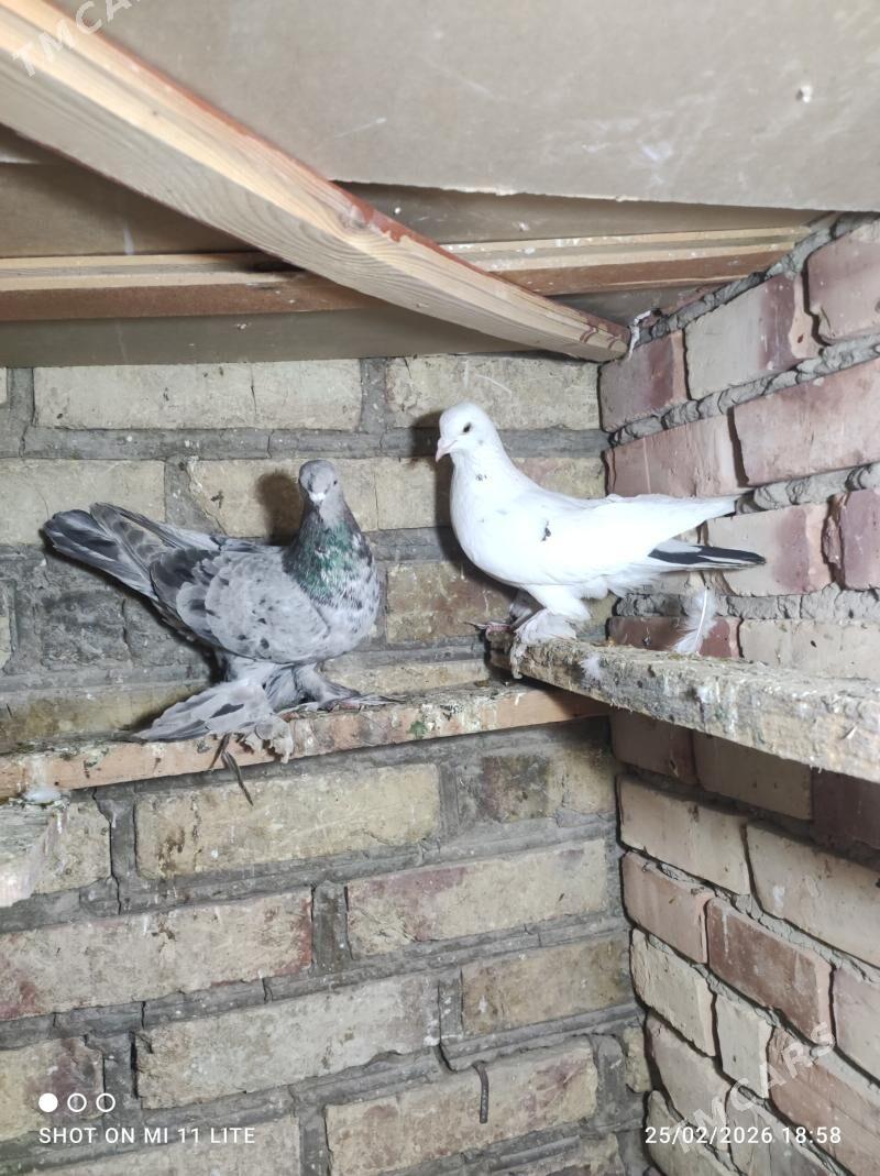 Kepderi - Байрамали - img 1