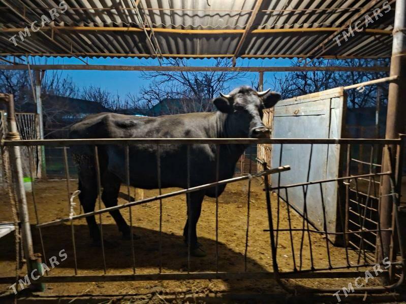 Corny pyostra sygyr - Aşgabat - img 1