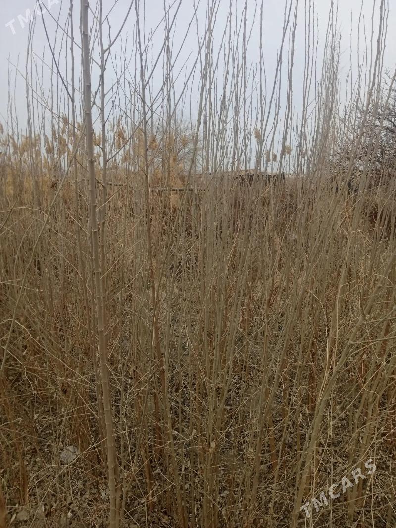 Tut neheller - Дянев - img 1