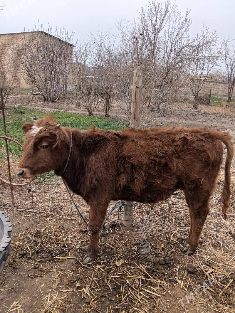 okuz 8aylyk - Туркменабат - img 1