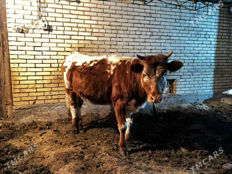 gulajyn gole - Мары - img 1