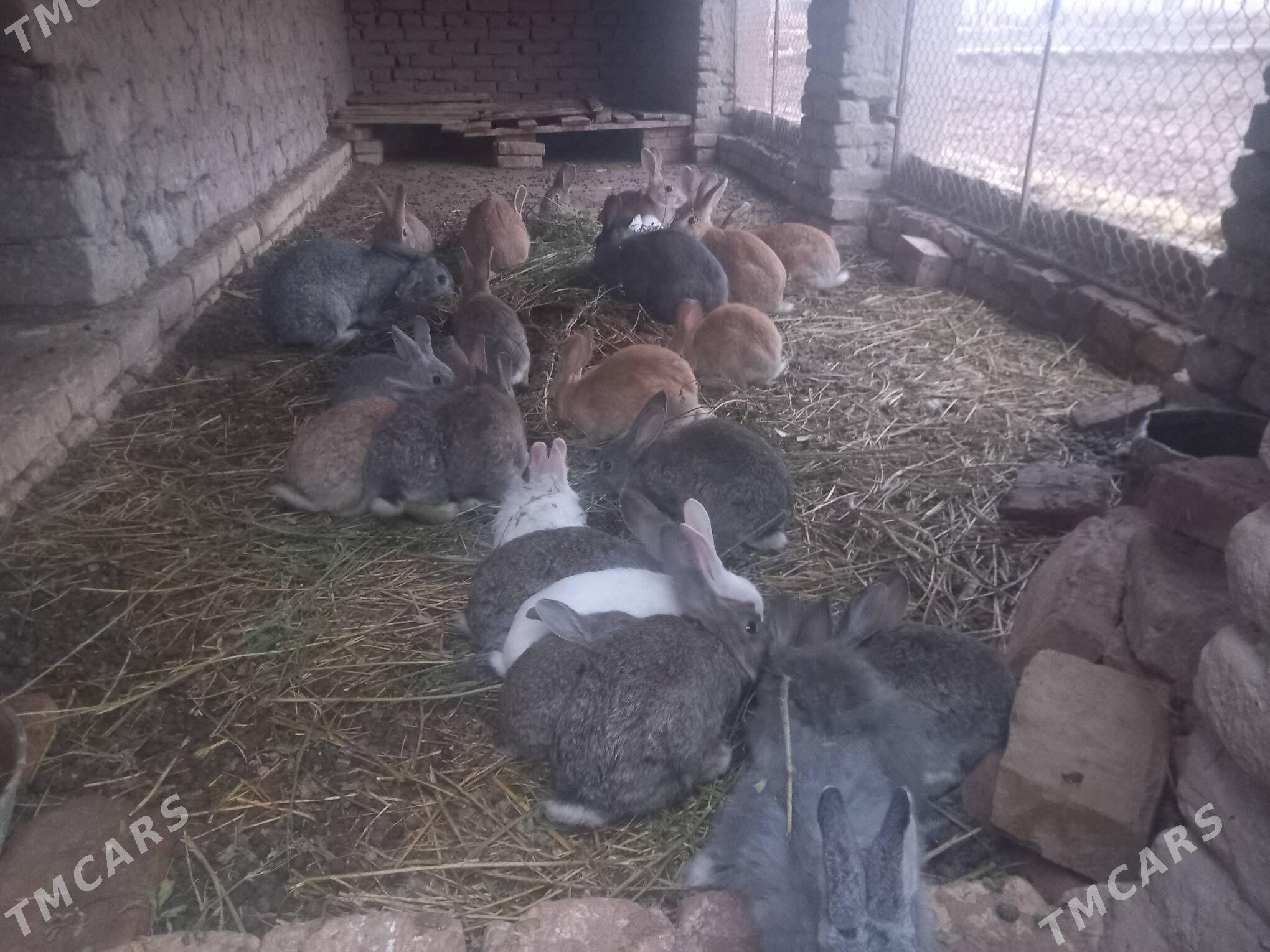 towsan chaga - Гороглы (Тагта) - img 1