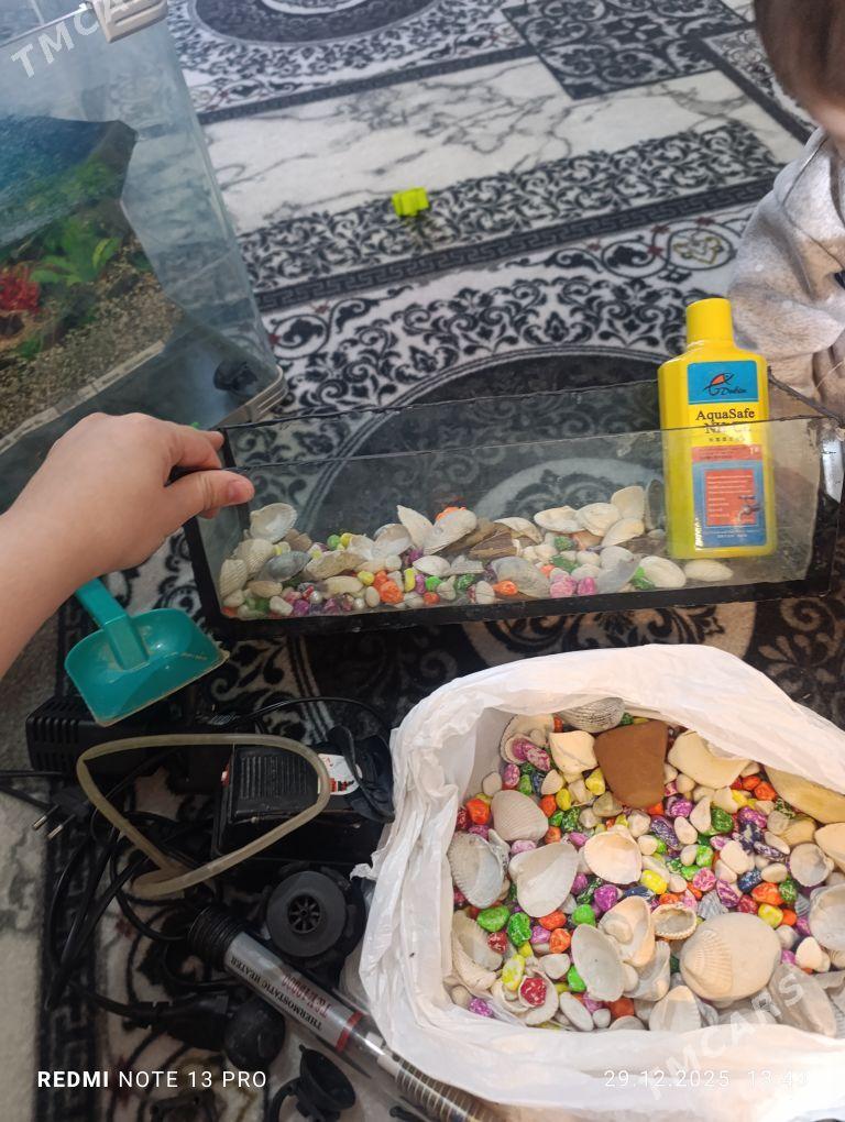 Akwaryum - Ашхабад - img 1