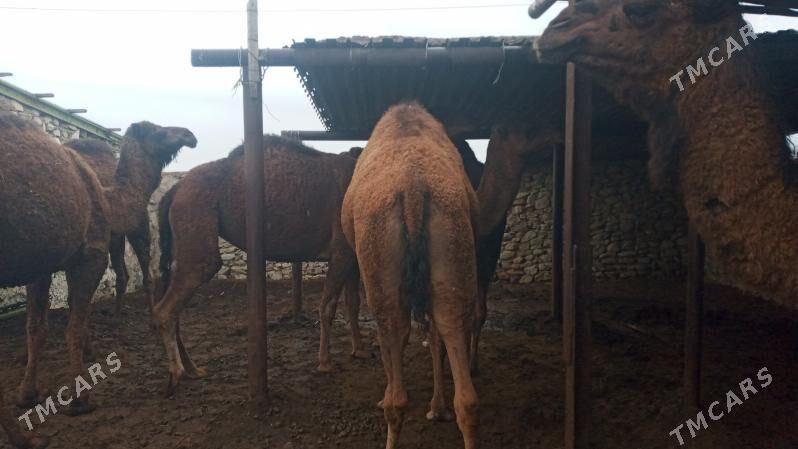 düýeler - Берекет - img 1