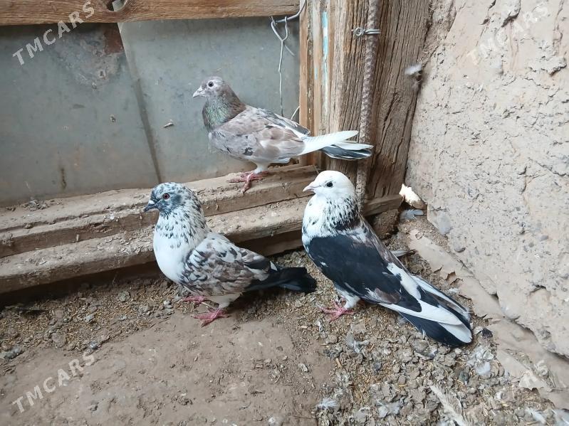 kepderi - Теджен - img 1