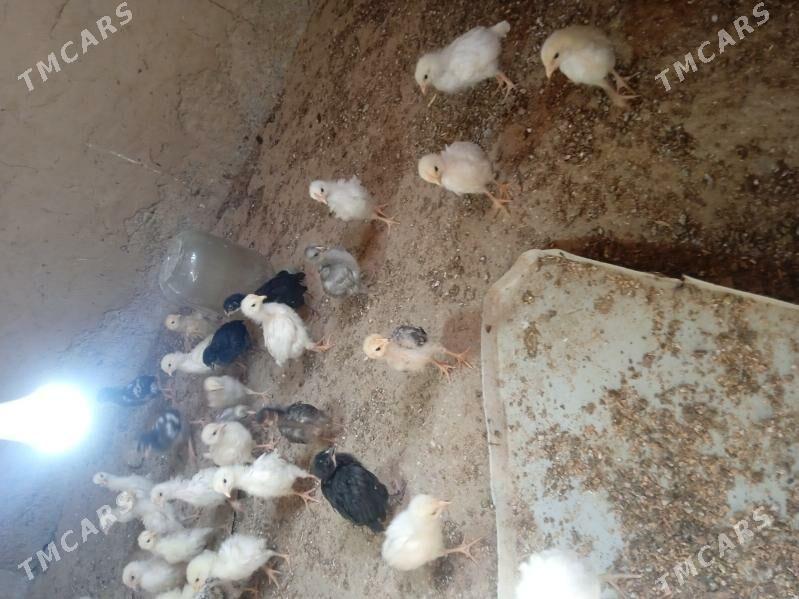 juje - Magtymguly - img 1