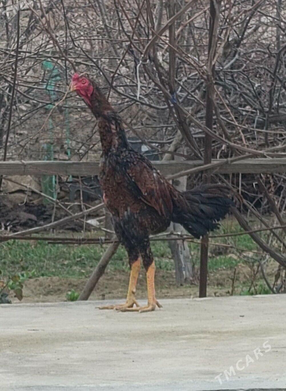 baýtsy pituh - Magdanly - img 1