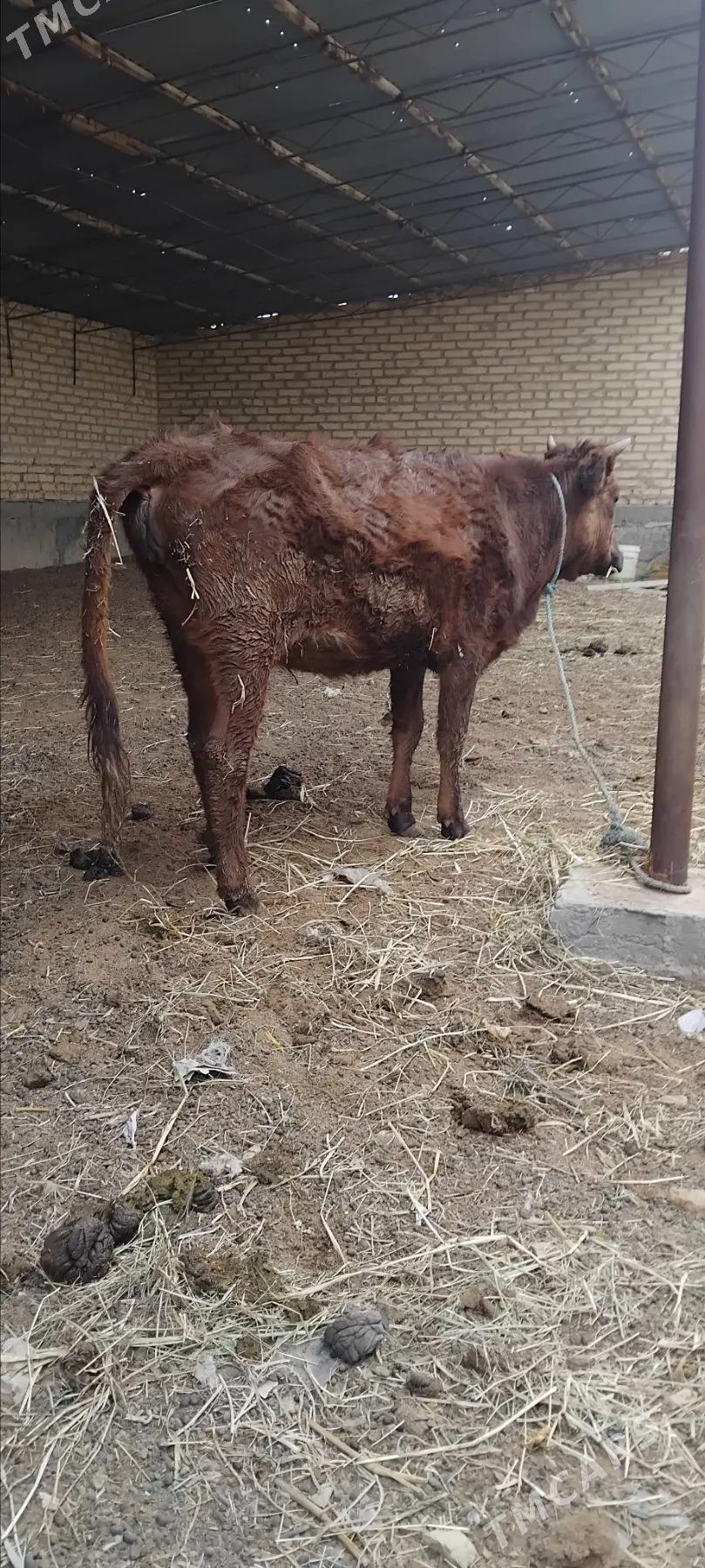 Ÿetik bogaz - Sakar - img 1