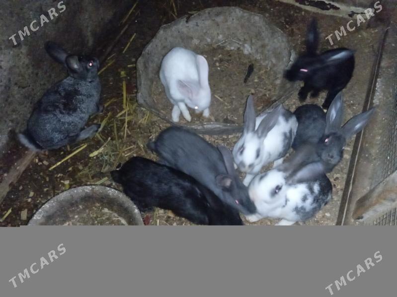 Towshan - Türkmenabat - img 1