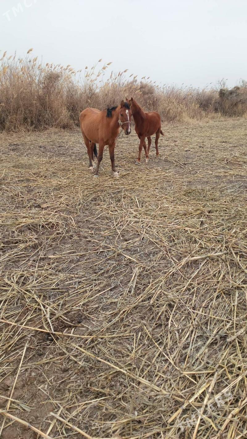 at - Köneürgenç - img 1