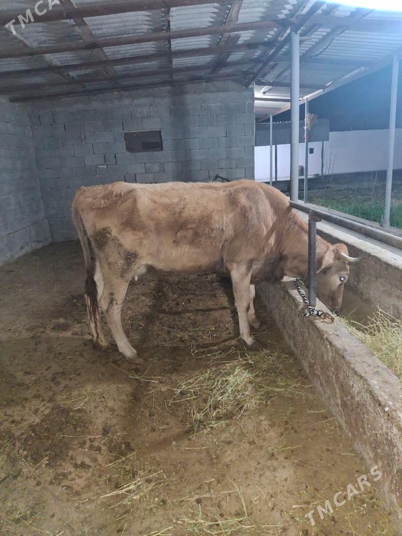 BOGAZ SYGYR - Гёкдепе - img 1