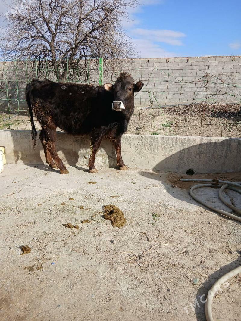 tüwe - Бахарден - img 1