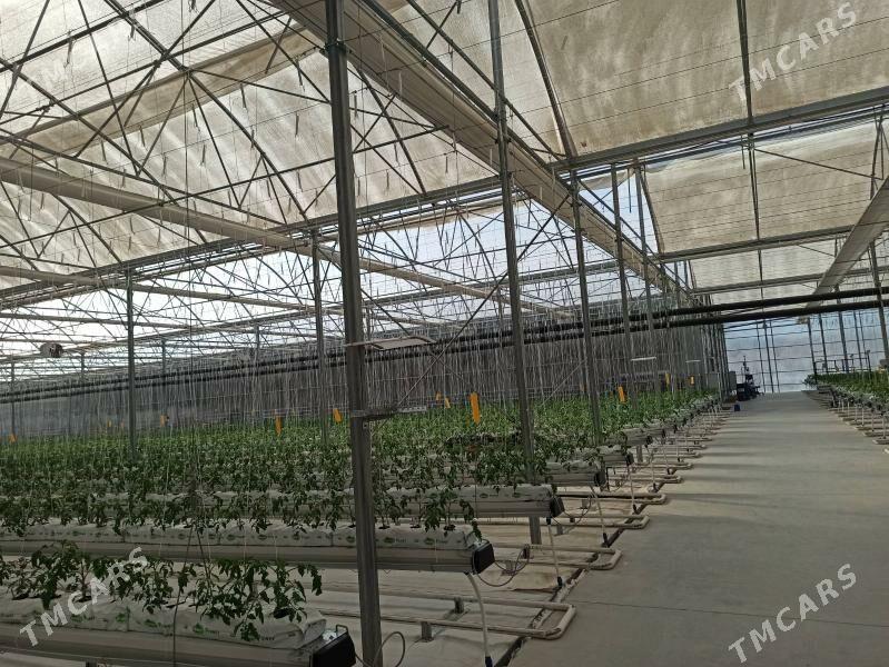 Tiplitsa parnik konstruksiya - Aşgabat - img 1