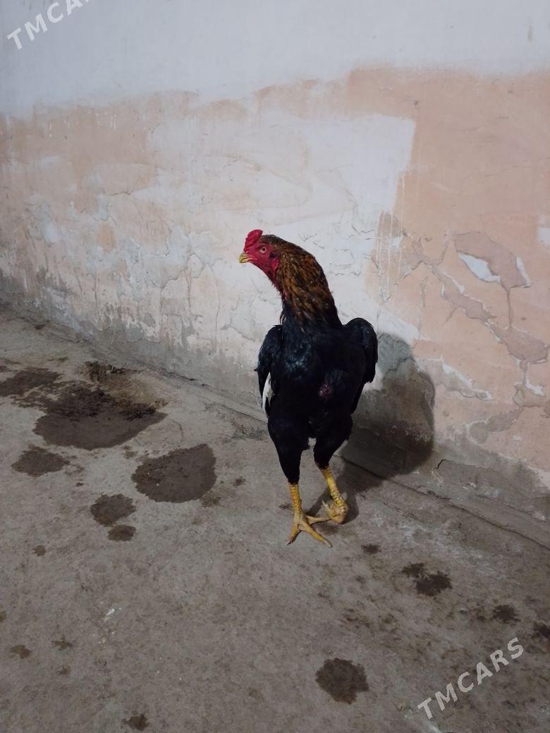 dekan horaz - Akdepe - img 1