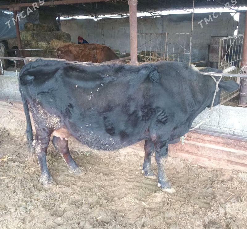 goleli sygyr - Ýaşlyk - img 1