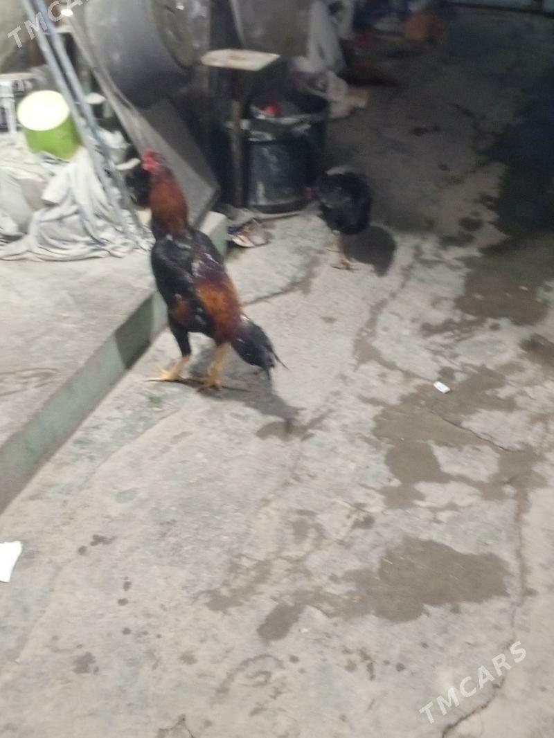 taskent - Aşgabat - img 1