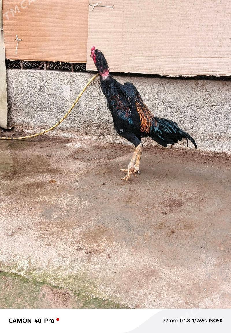 horaz - Aşgabat - img 1