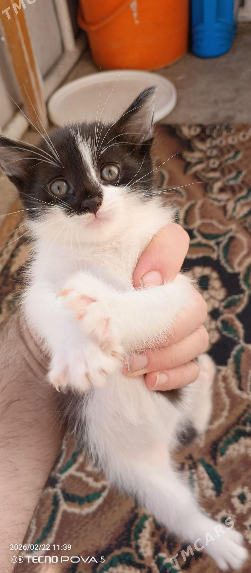 pisik - Aşgabat - img 1