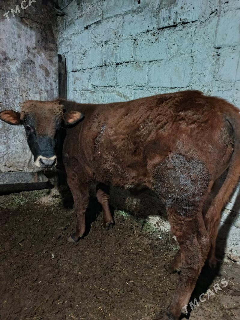 semiz okuzler - Балканабат - img 1