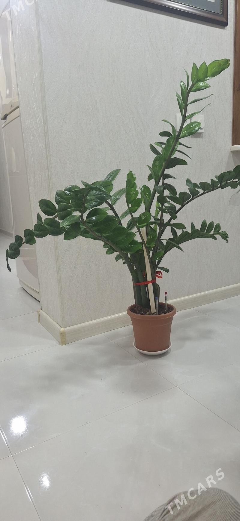 Цветы домашние Замиакулькас - Aşgabat - img 1