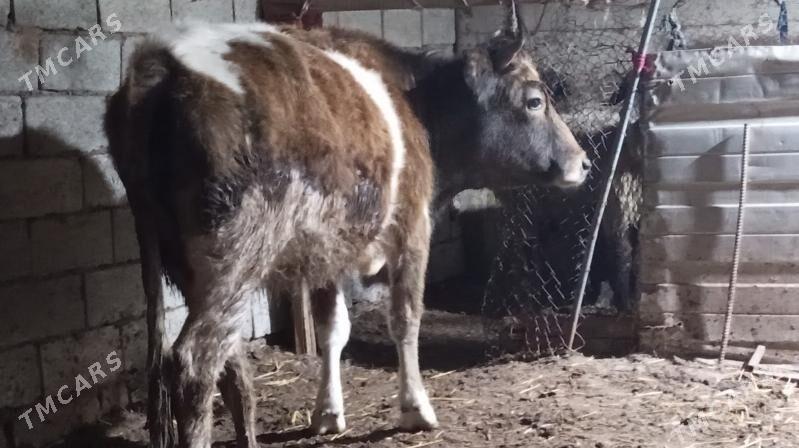 sygyr - Балканабат - img 1