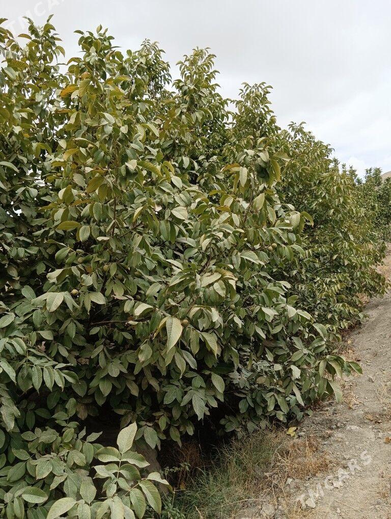 Nar wişnya armyt üzüm malina - Magtymguly - img 1