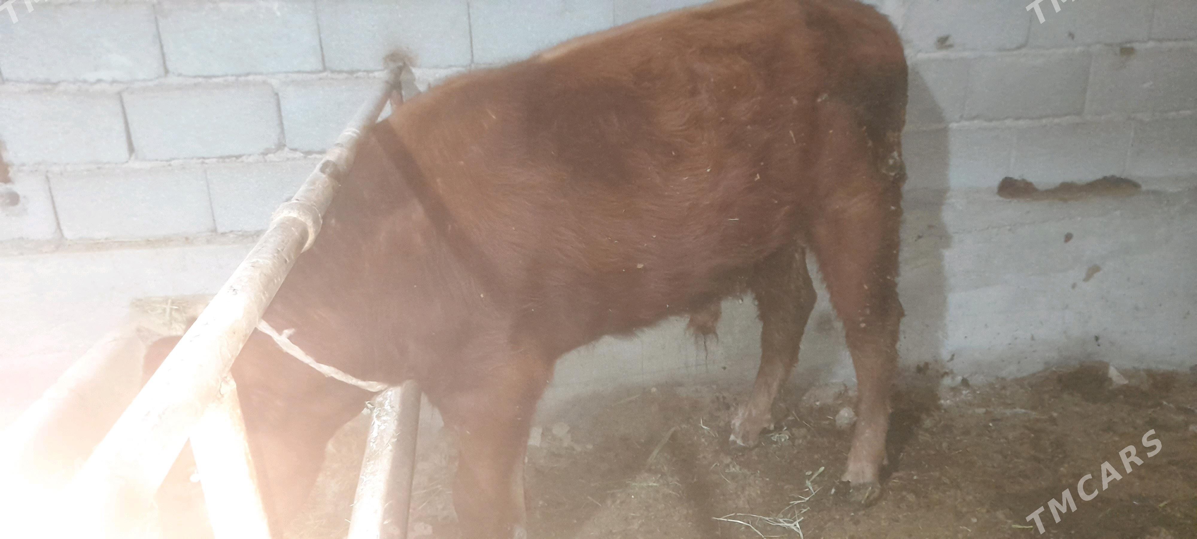 öküz - Ak bugdaý etraby - img 1