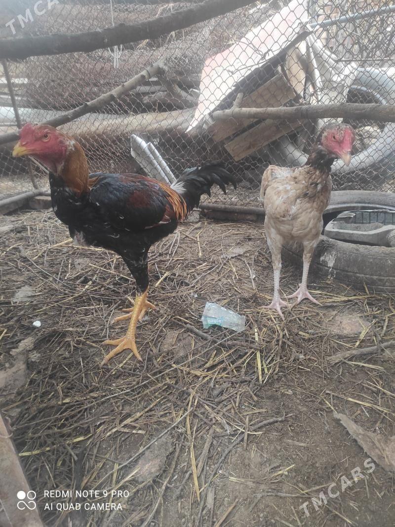 baysy - Sakar - img 1