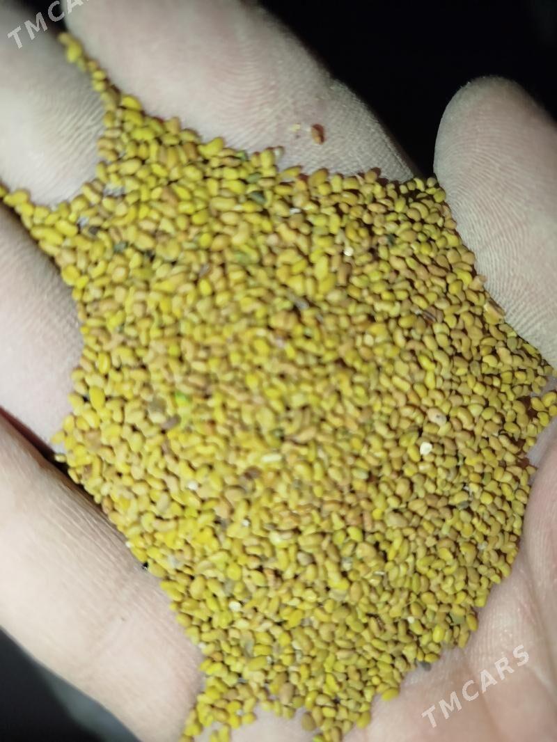 Yorunja Tohum - Tejen - img 1